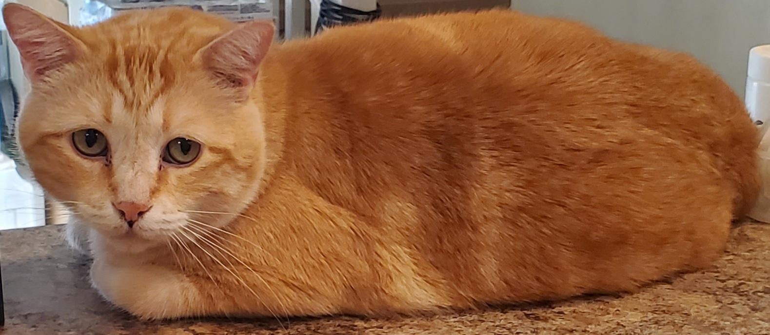Meet Colby Jack – Az happy cat rescue