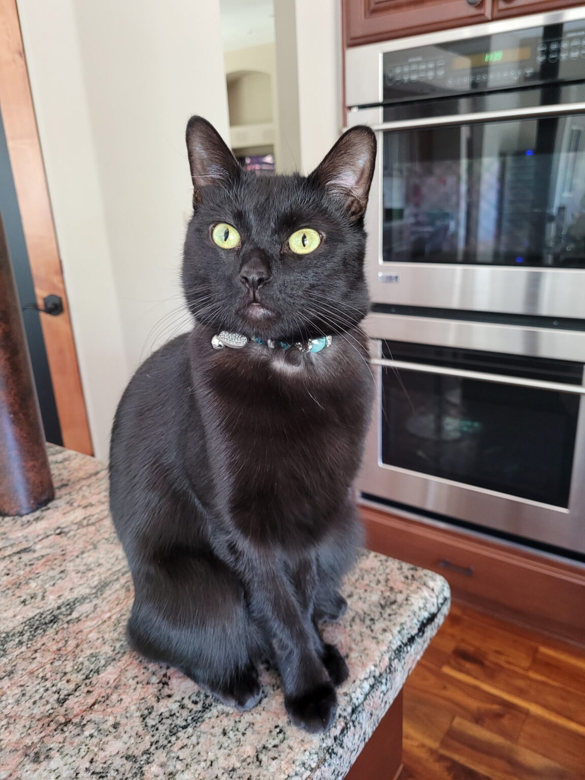 Meet Arielle Lily – Az happy cat rescue